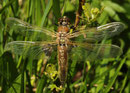 Vierfleck, Libellula quadrimaculata, sehr junges Weibchen.
