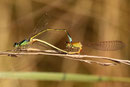 Kleine Pechlibelle, Ischnura pumilio, Kopula (4).