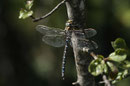 Torf-Mosaikjungfer, Aeshna juncea, erwachsenes Männchen (2)