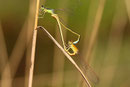 Kleine Pechlibelle, Ischnura pumilio, Kopula (2).