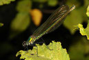 Gebänderte Prachtlibelle, Calopteryx splendens, Weibchen.