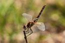 Frühe Heidelibelle, Sympetrum fonscolombii, Weibchen in der Obeliskstellung.
