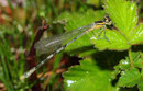 Ein männliches Jungtier der Speer - Azurjungfer, Coenagrion hastulatum.