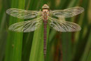 Braune Mosaikjungfer, Aeshna grandis, junges Weibchen (1).
