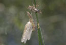 Vierfleck, Libellula quadrimaculata, Männchen, Schlupfunfall mit Todesfolge...