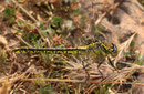 Gelbe Keiljungfer, Gomphus simillimus, heranreifendes Weibchen.