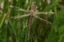 Braune Mosaikjungfer, Aeshna grandis, junges Weibchen (2).