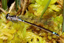 Hauben - Azurjungfer, Coenagrion armatum, junges Weibchen (4).