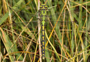 Grüne Flussjungfer, Ophiogomphus cecilia, erwachsenes Weibchen (3).