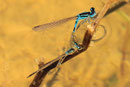 Gabel - Azurjungfer, Coenagrion scitulum, Eiablage mit getauchtem Weibchen.