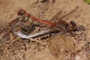 Große Heidelibelle, Sympetrum striolatum, Kopula (2).