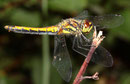 Schwarze Heidelibelle, Sympetrum danae, erwachsenes Weibchen, Seitenansicht.