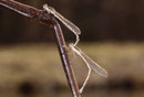 Gemeine Winterlibelle, Sympecma fusca, Eiablage (1).