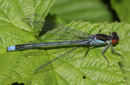 Großes Granatauge, Erythromma najas, erwachsenes Männchen (2).