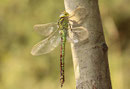 Grüne Mosaikjungfer, Aeshna viridis, erwachsenes Weibchen (1).