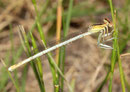 Weiße Federlibelle, Platycnemis latipes, erwachsenes Weibchen (2).