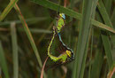 Paarungsrad der Grünen Mosaikjungfer, Aeshna viridis, (2).
