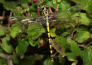 Große Zangenlibelle, Onychogomphus uncatus, sehr junges Weibchen.