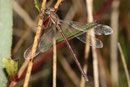Ein altes Weibchen der Kleinen Binsenjungfer, Lestes virens.