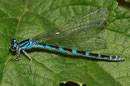 Vogel - Azurjungfer, Coenagrion ornatum, ein Weibchen in der blauen Variante.