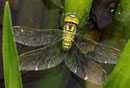 Aeshna viridis bei der Eiablage an der Krebsschere (3).