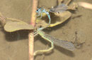 Vogel - Azurjungfer, Coenagrion ornatum, Eiablage getaucht, an Wasserehrenpreis (Veronica beccabunga).