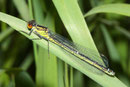 Großes Granatauge, Erythromma najas, sehr junges Weibchen.