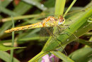 Frühe Heidelibelle, Sympetrum fonscolombii, junges Weibchen, Seitenansicht (1).