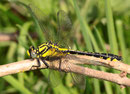 Ein juveniles Männchen der Gemeinen Kleijungfer, Gomphus vulgatissimus. 