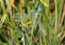 Glänzende Binsenjungfer, Lestes dryas, Männchen.
