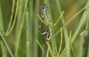 Fledermaus - Azurjungfer, Coenagrion pulchellum, Kopula mit einem Weibchen der braunen Variante.