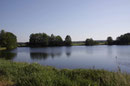 Östliche Moosjunmgfer, Leucorrhinia albifrons, Lebensraum (1).