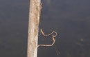 Gemeine Winterlibelle, Sympecma fusca, ein Männchen mit einem paarungsunwilligen Weibchen in Tandemformation.