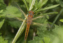 Spitzenfleck, Libellula fulva, junges Weibchen.