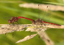 Gemeine Heidelibelle, Sympetrum vulgatum, Tandem kurz vor der Paarung.