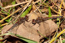Große Heidelibelle, Sympetrum striolatum, 2 alte Weibchen.