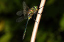 Adultes Männchen von Somatochlora metallica (3).