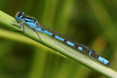 Gemeine Becherjungfer, Enallagma cyathigerum, erwachsenes Männchen (2).