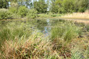 Habitat des Plattbauchs, Libellula depressa (2). Verkrautete Gewässer wie dieses werden ebenso besiedelt.