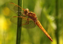 Ein Weibchen der Feuerlibelle, Crocothemis erythraea, im besten Alter.