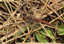 Gemeine Heidelibelle, Sympetrum vulgatum, altes Weibchen.