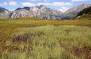 Lebensraum der Alpen-Mosaikjungfer, Aeshna caerulea, (1)