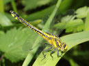 Gemeine Keiljungfer, Gomphus vulgatissimus, heranreifendes Weibchen.