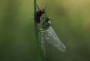 Glänzende Smaragdlibelle, Somatochlora metallica, Männchen nach dem Schlüpfen (1).