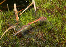 Große Heidelibelle, Sympetrum striolatum, Eiablage im Tandem (1).