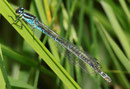 Hufeisen - Azurjungfer, Coenagrion puella, Weibchen in blauer Variante.