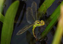 Aeshna viridis bei der Eiablage an der Krebsschere (4).