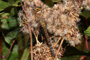 Herbst-Mosaikjungfer, Aeshna mixta, erwachsenes Weibchen (1).