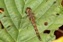 Große Heidelibelle, Sympetrum striolatum, reifes Weibchen.