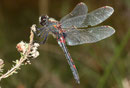 Nordische Moosjungfer, Leucorrhinia rubicunda, Männchen in böigem Wind.